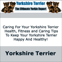 The Yorkshire Terrier