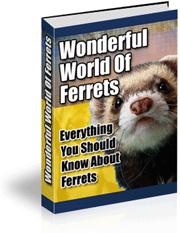 The Wonderful World of Ferrets